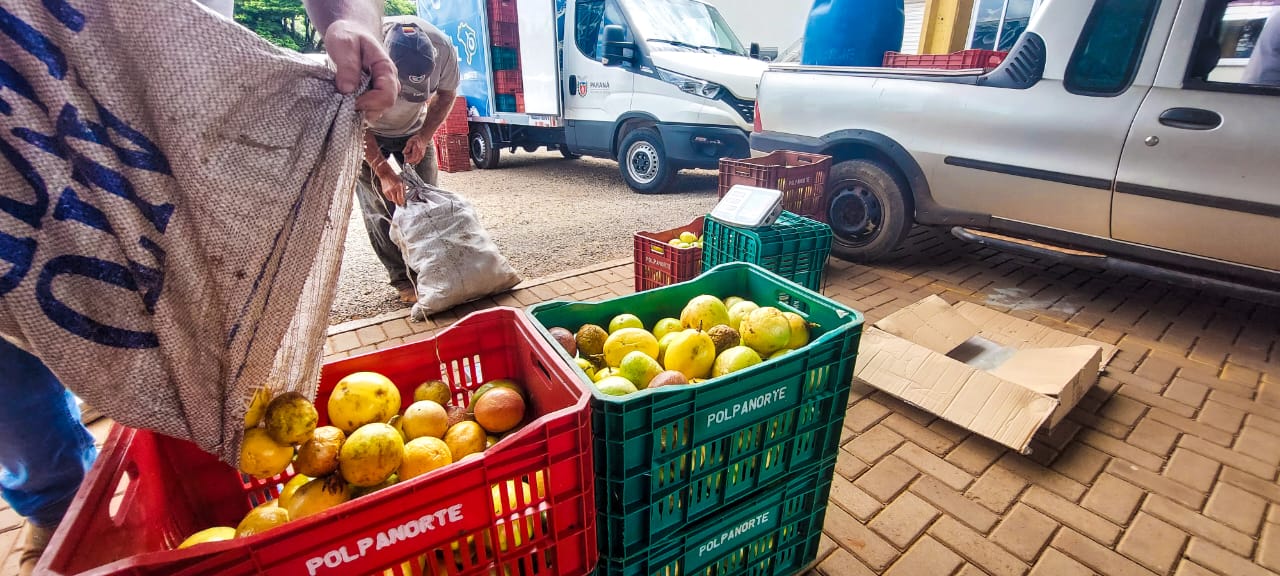 Produtores rurais de São Tomé iniciam a colheita do maracujá Tribuna