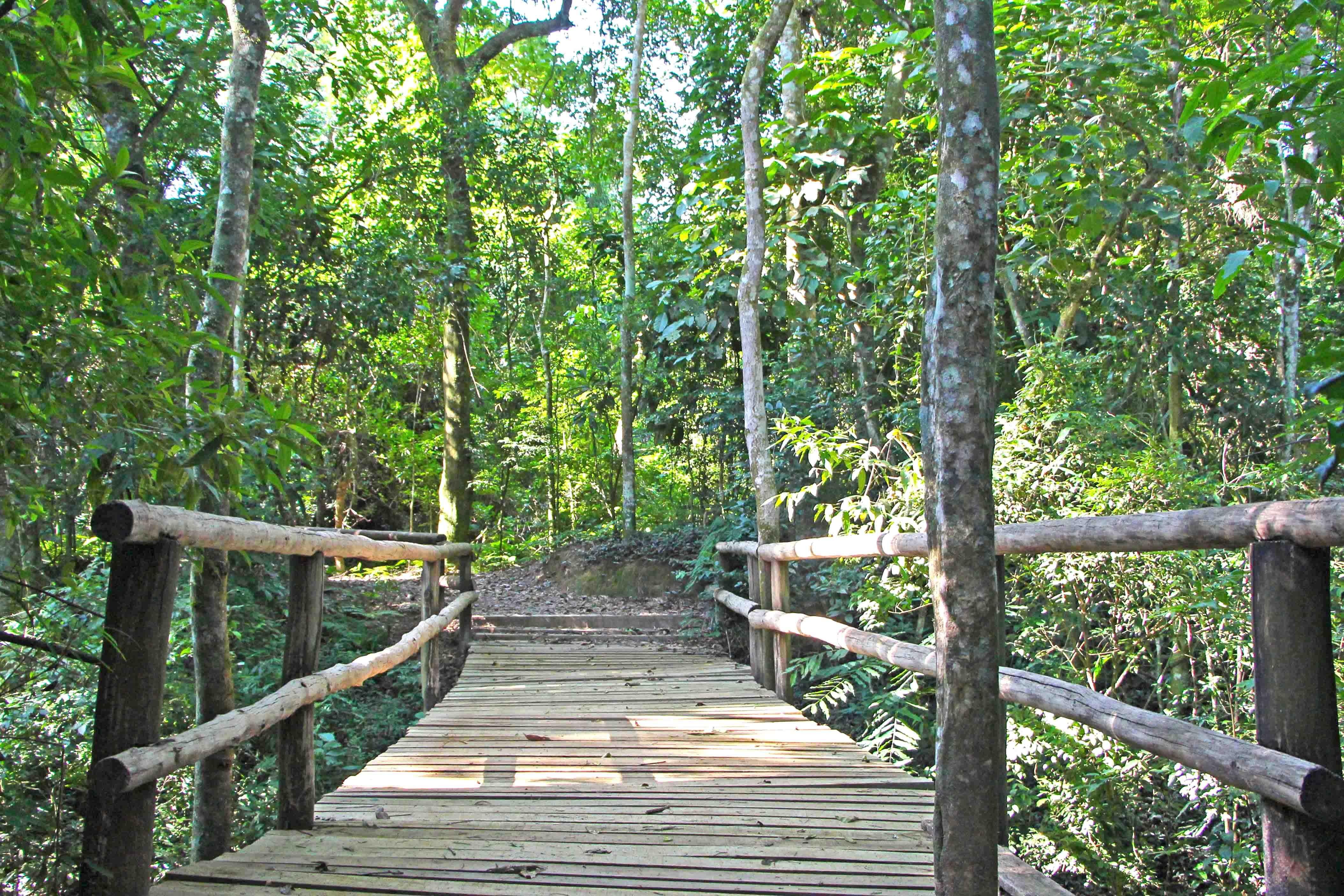 Trilha das perobas aberta aos sábados no mês de junho – Tribuna de Cianorte